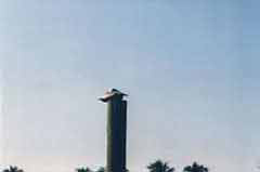 A pelican on a post; Actual size=240 pixels wide